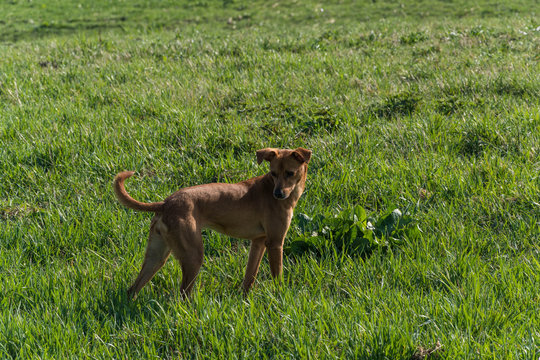 Ruigenhoekpolder Utrecht