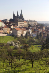 Fototapeta na wymiar Morning spring Prague City with gothic Castle and the green Nature, Czech Republic