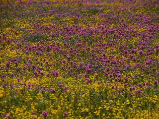 花畑　アンテロープバレー　カリフォルニア