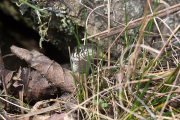 Natrix natrix, ringed snake or water snake. Grass snake leaned out of stone crack and lifted head. Eurasian non-venomous reptile macro close-up