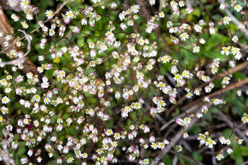 Very small white spring flowers. Floral background macro close-up