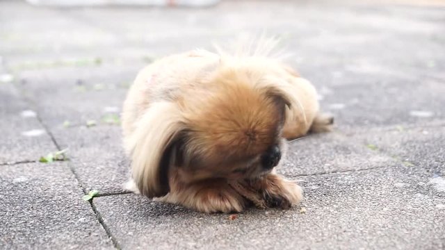 cute dog eats a bone 