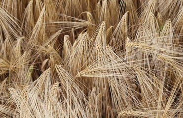 background of ripe ears of wheat grown in the field