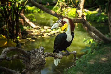 Colorful Toucan sitting among green leaves on branch in tropical forest