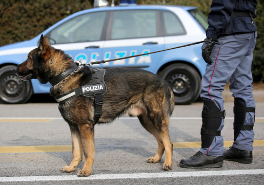 Italian police dog while patrolling the city streets before the