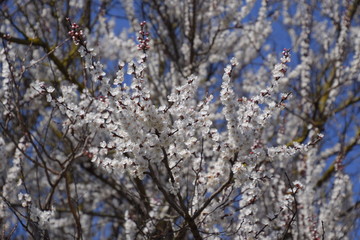 Spring flowering trees. Pollination of flowers of apricot. Blooming wild apricot in the garden