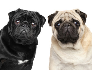 Two pugs. Portrait on white background