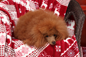 Poodle puppy lying on red blanket