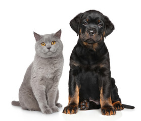Cat and dog in front of white background