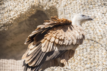 Closeup portrait of Griffon Vulture, Gyps Fulvus