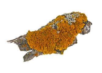 Moss on the bark of a tree, image on a white background