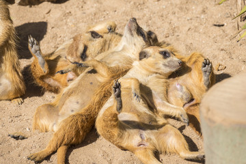 Meerkats to the sun prying, Suricata suricatta