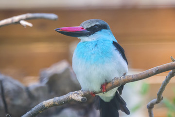 Blue-Breasted Kingfisher staying quiet on a branch, Halcyon malimbica