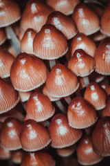 many little mushrooms on a tree stump close-up