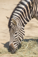 Fototapeta na wymiar Chapman Zebra eating grass, Equus Burchelli Chapmani