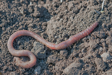 earthworm