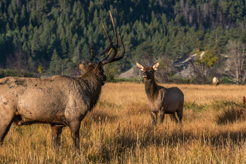 Mature Bull Elk and Juvenile Calf Staredown