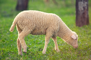 Obraz na płótnie Canvas Lamb grazing on green grass meadow