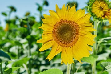Sunflower on a field