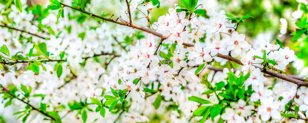 Panele Szklane  białe drzewa kwitnące, wiosna,