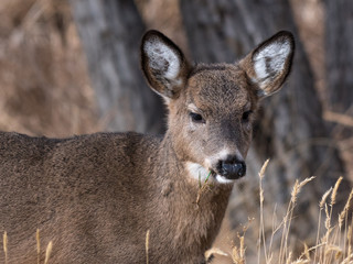 Juvenile White-tailed Deer Eating