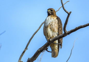 Red-tailed Hawk Perched In Tree Searching for Food