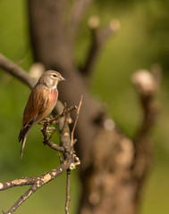 Carduelis cannabina - Pintarroxo in Braga, Minho, Portugal.