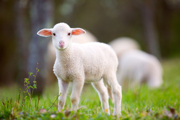 Lamb grazing on green grass meadow