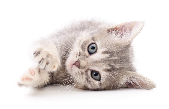 Small gray kitten.