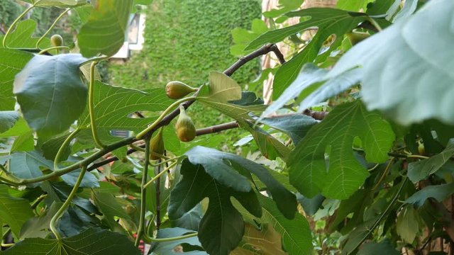 Ripe figs on the tree. Montenegrin fig trees. Wild figs.