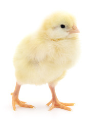 Small yellow chicken.