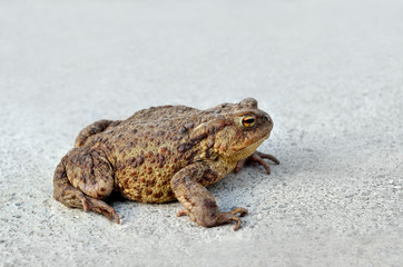 Large earth toad sits on a concrete road