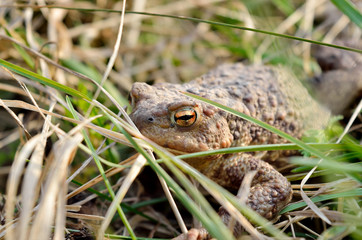 Large earth toad hunts from shelter in the dry grass