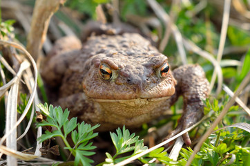 Large earth toad hunts from shelter in the dry grass