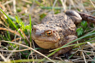 Large earth toad hunts from shelter in the dry grass