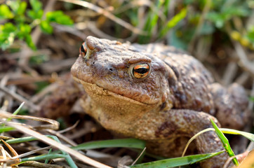Large earth toad hunts from shelter in the dry grass