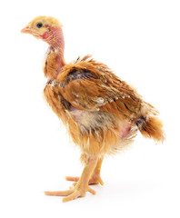 Small brown chicken.