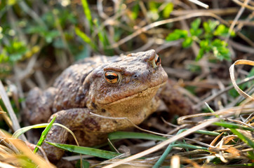Large earth toad hunts from shelter in the dry grass