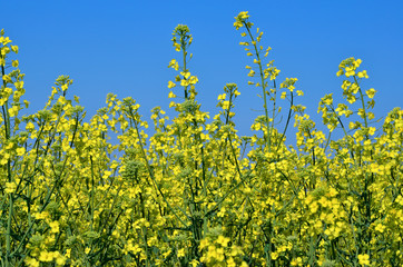 Rape crop on the background of the blue sky