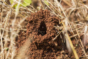 Ants in the nest