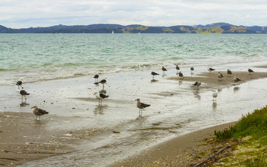 Seabirds at Omana Regional Park Auckland New Zealand