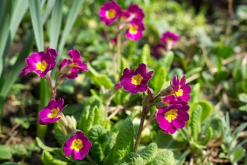 Gilliflower in the grass. Slovakia