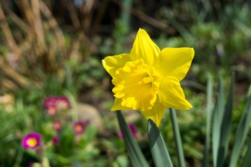 Daffodil flower in grass. Slovakia