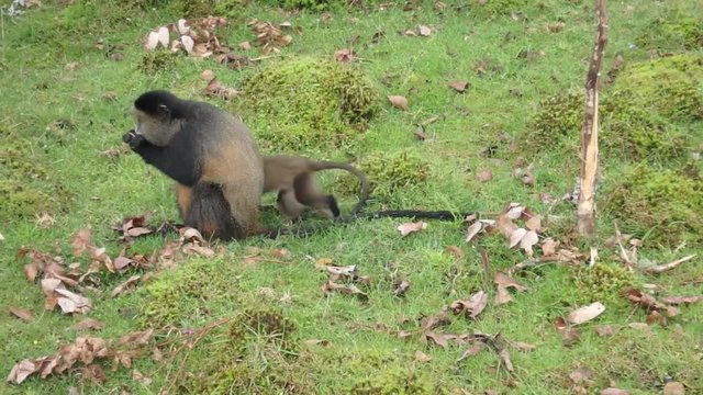 Playful golden monkey baby