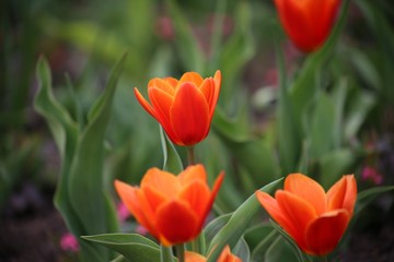 Rote Tulpen im Blumenfeld (Tulipa Kaufmanniana)