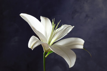 Beautiful white lily on dark background