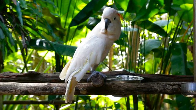 The Salmon-crested cockatoo on a green background. Closeup