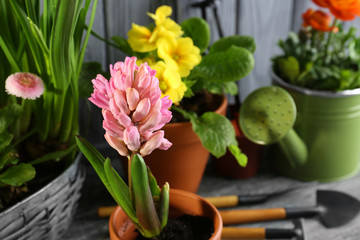Beautiful hyacinth in pot on blurred background