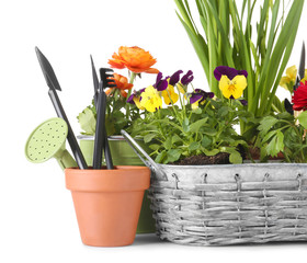 Composition with beautiful plants and gardening tools on white background