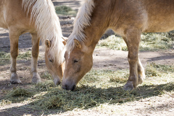 Two Horses